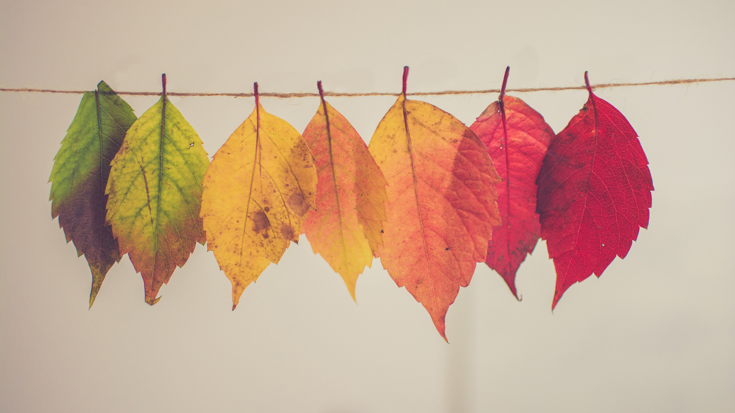 Summer to Fall: Shifts & Transitions