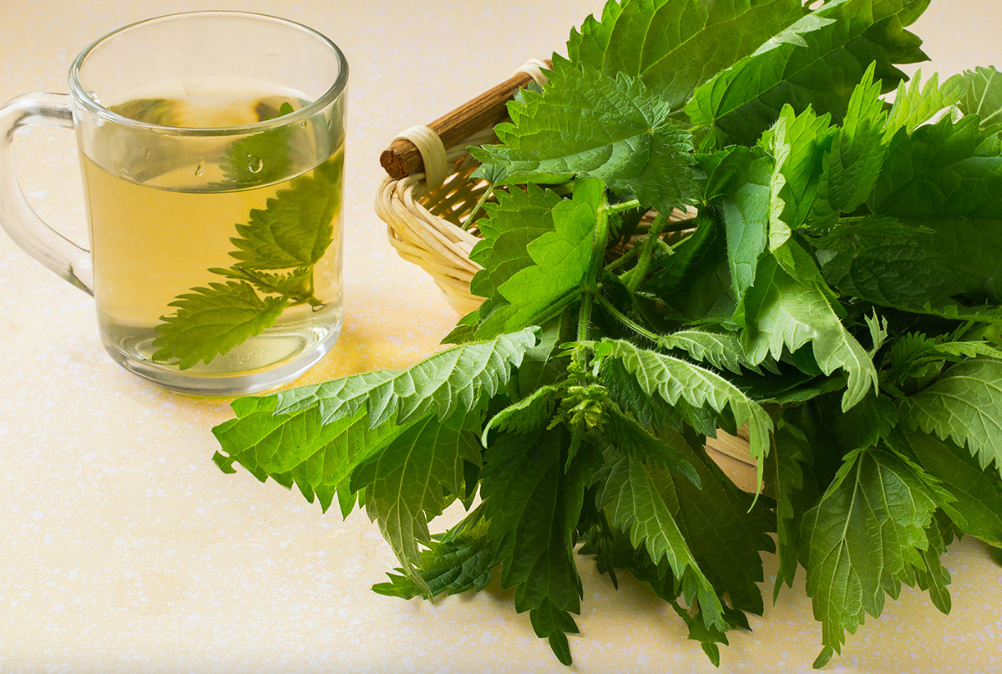 3 Favorite Uses for Nettles